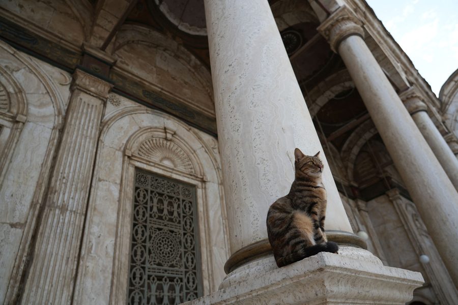 The majestic feline standing by the grand alabaster columns of the Mosque of Muhammad Ali