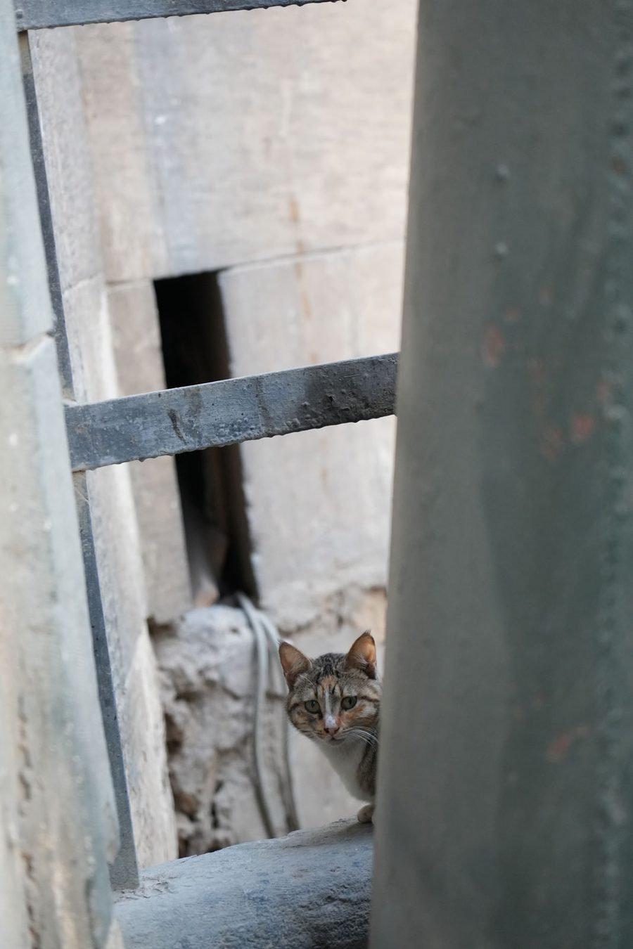A curious street cat peeking through the historic iron bars