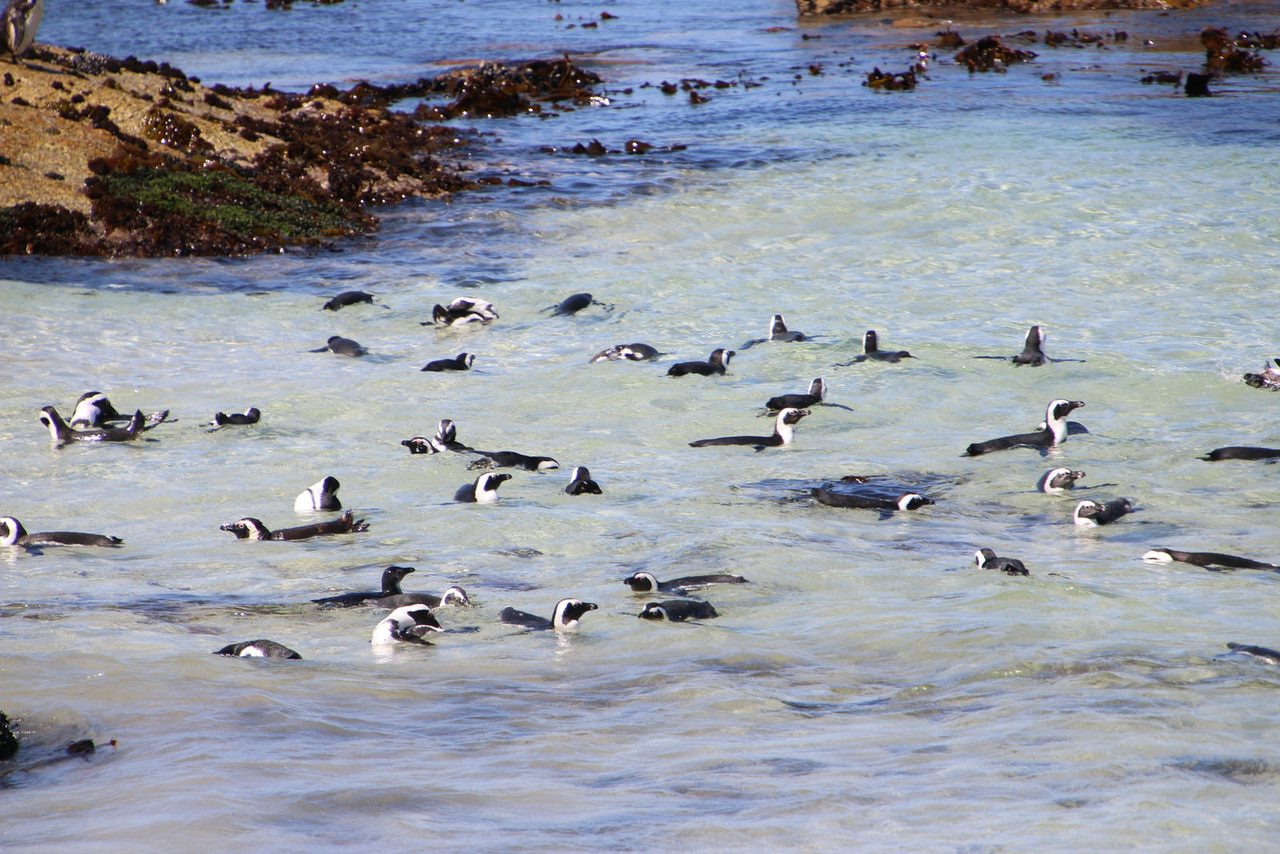 African Penguins / Boulders Beach