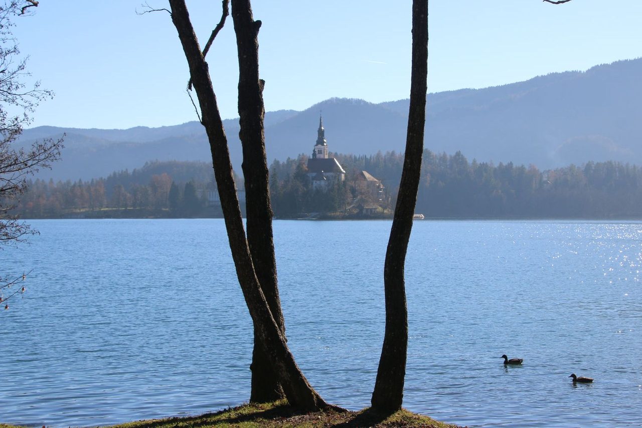 Bled Island framed by trees