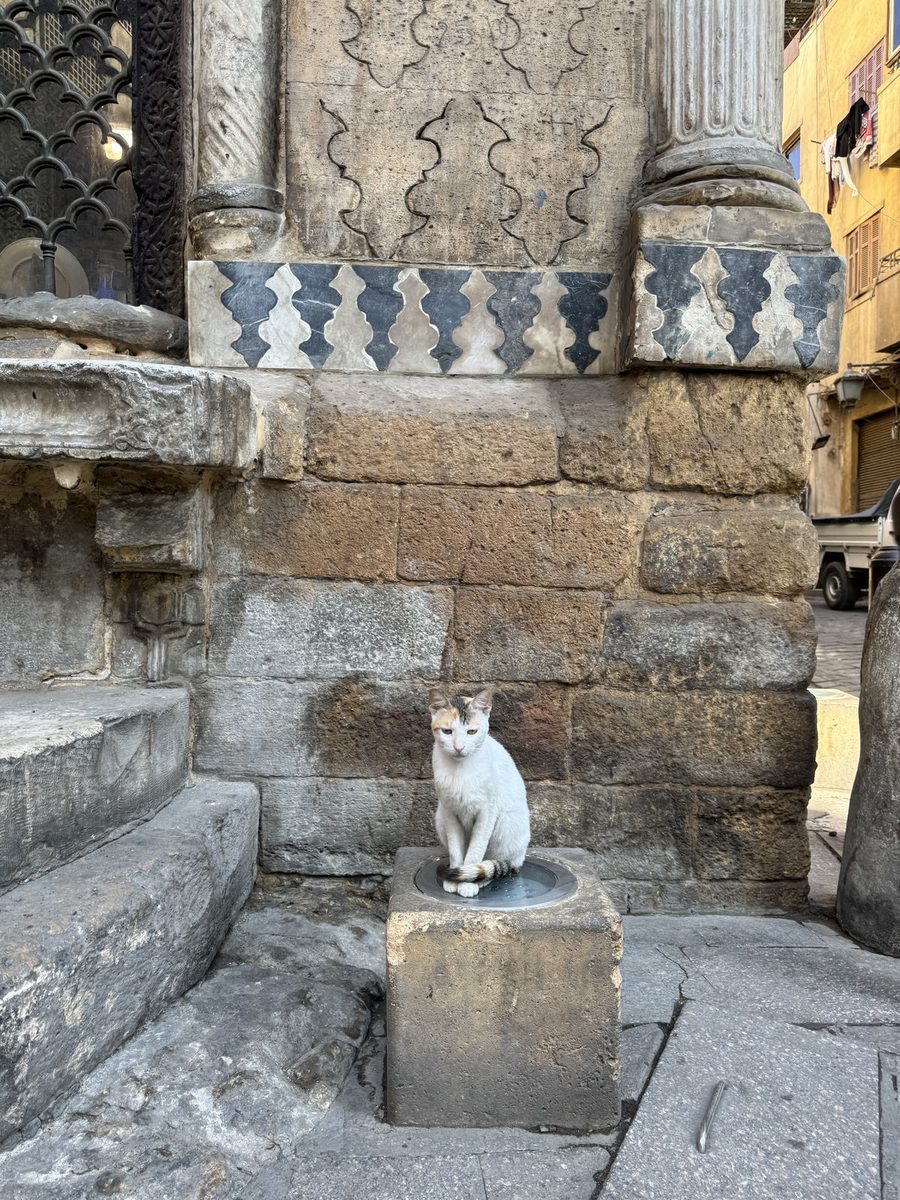 The elegant feline guardian of the Sabil-Kuttab of Abd al-Rahman Katkhuda