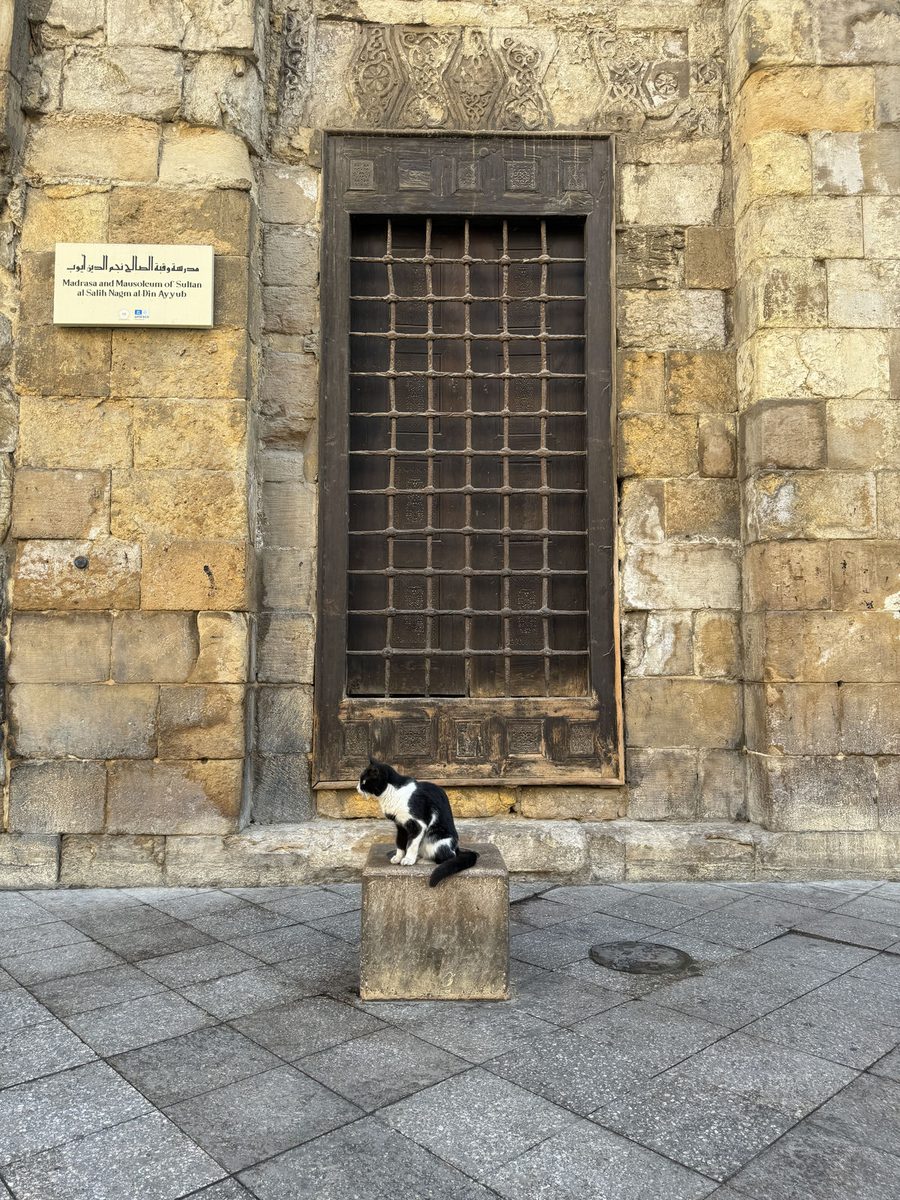 The little tuxedo gatekeeper of the Madrasa of Sultan al-Salih