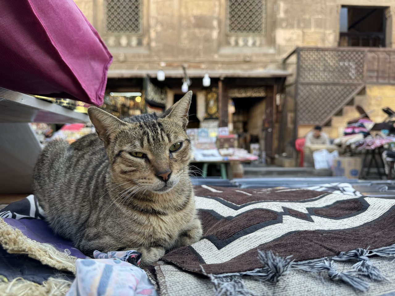 A cozy spot for a shopkeeper cat in Khan El-Khalili