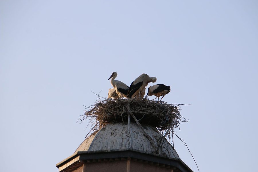 Stork nest on the Selçuk Aqueduct