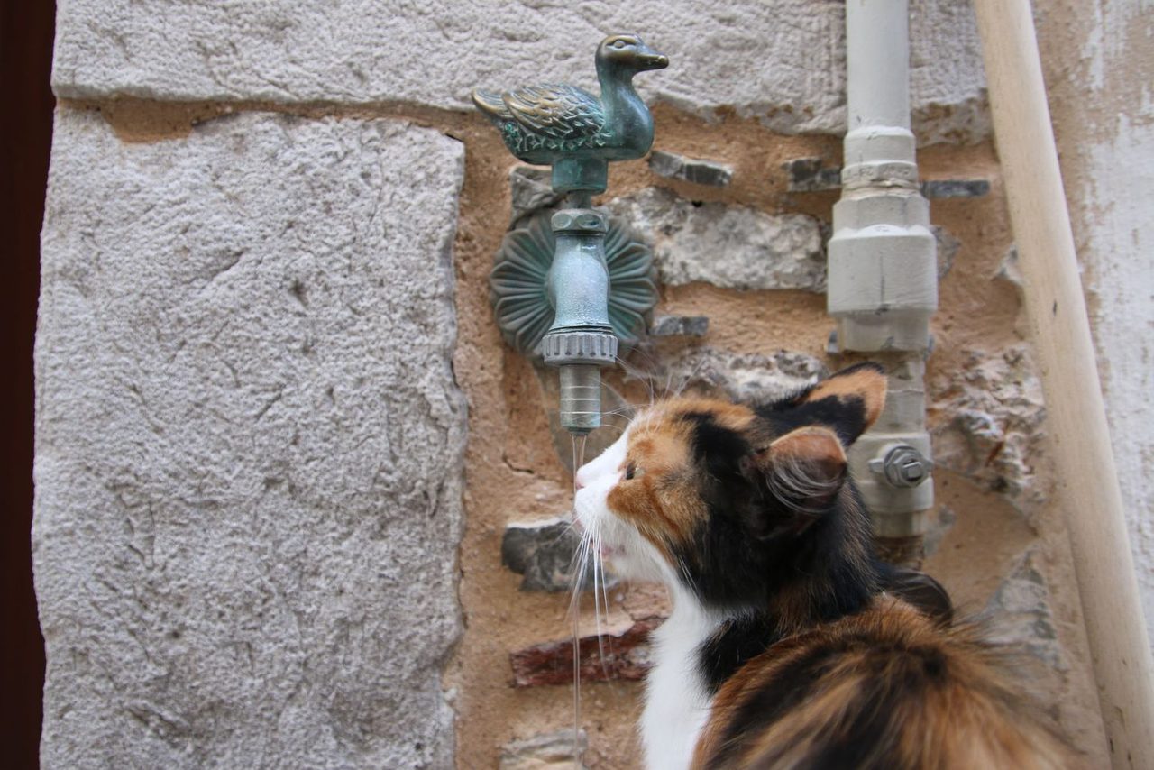 A thirsty cat in Mesta Chios