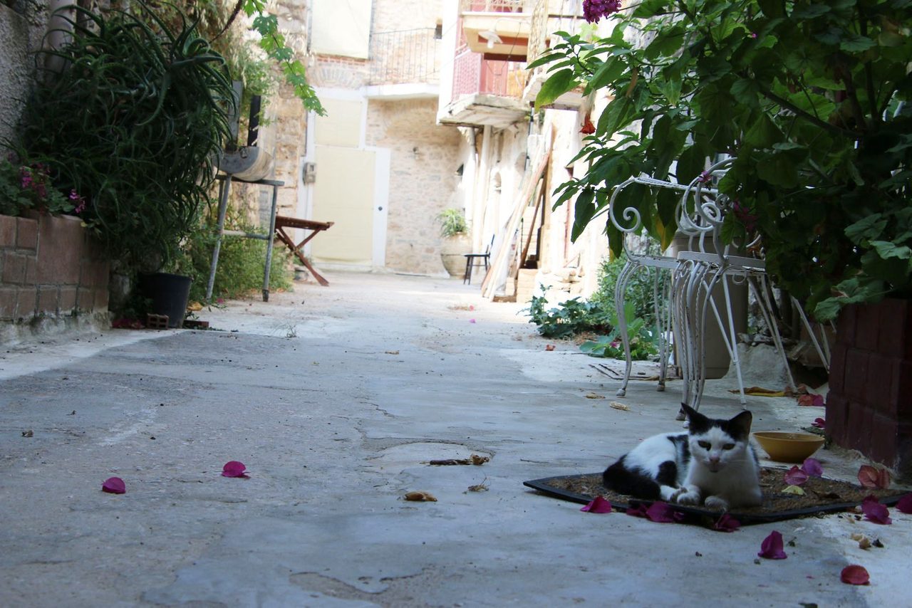 Quiet alley and a local cat in Mesta Chios