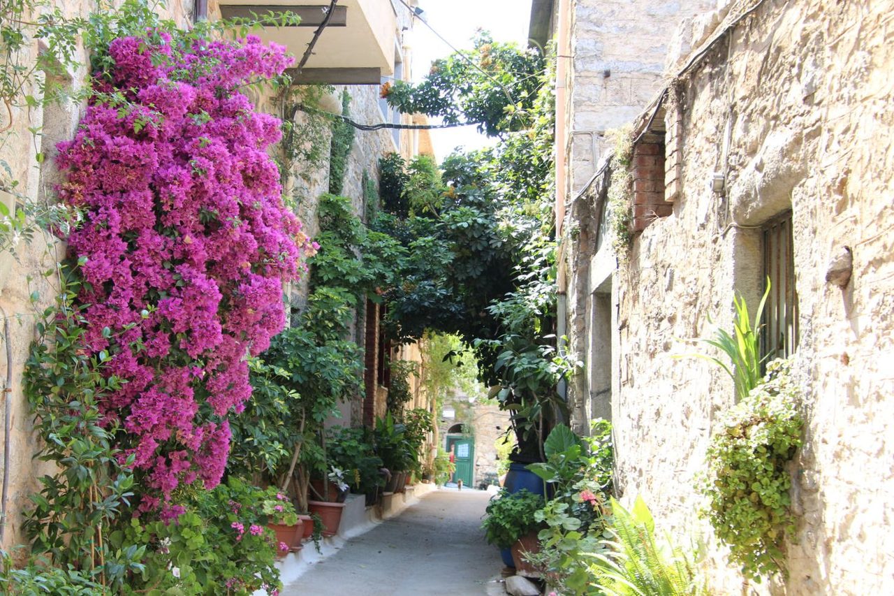 Bougainvillea blooming in Mesta Chios