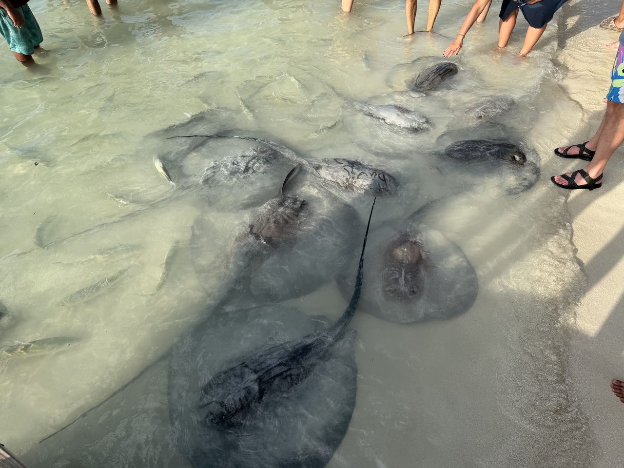 Stingrays
