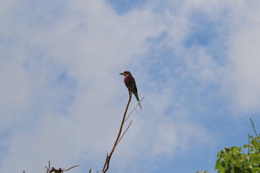 Lilac-breasted roller
