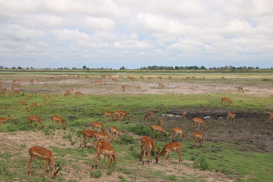 Impalas