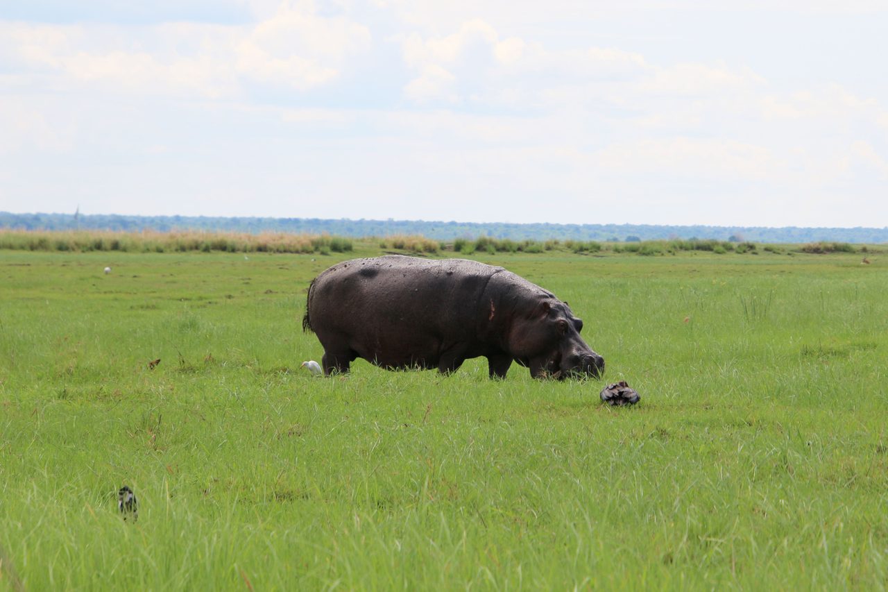 Hippopotamus