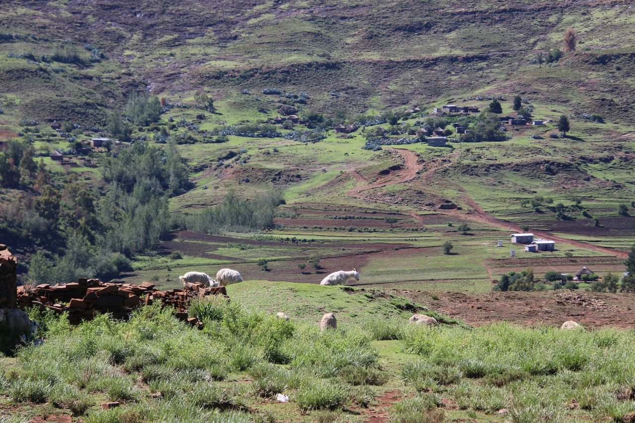 Livestock on the Hills Overlooking a Rural Settlement
