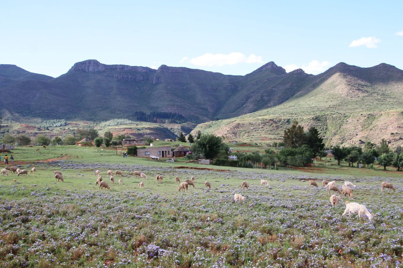 Malealea