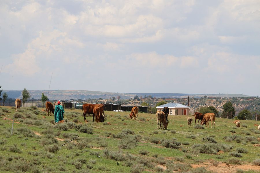 A Herder And Cattle