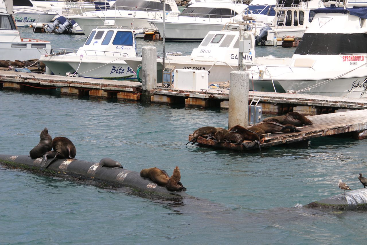 Cape Fur Seals / Duiker Island