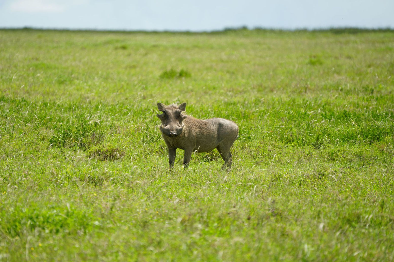 Common Warthog(Pumbaa)