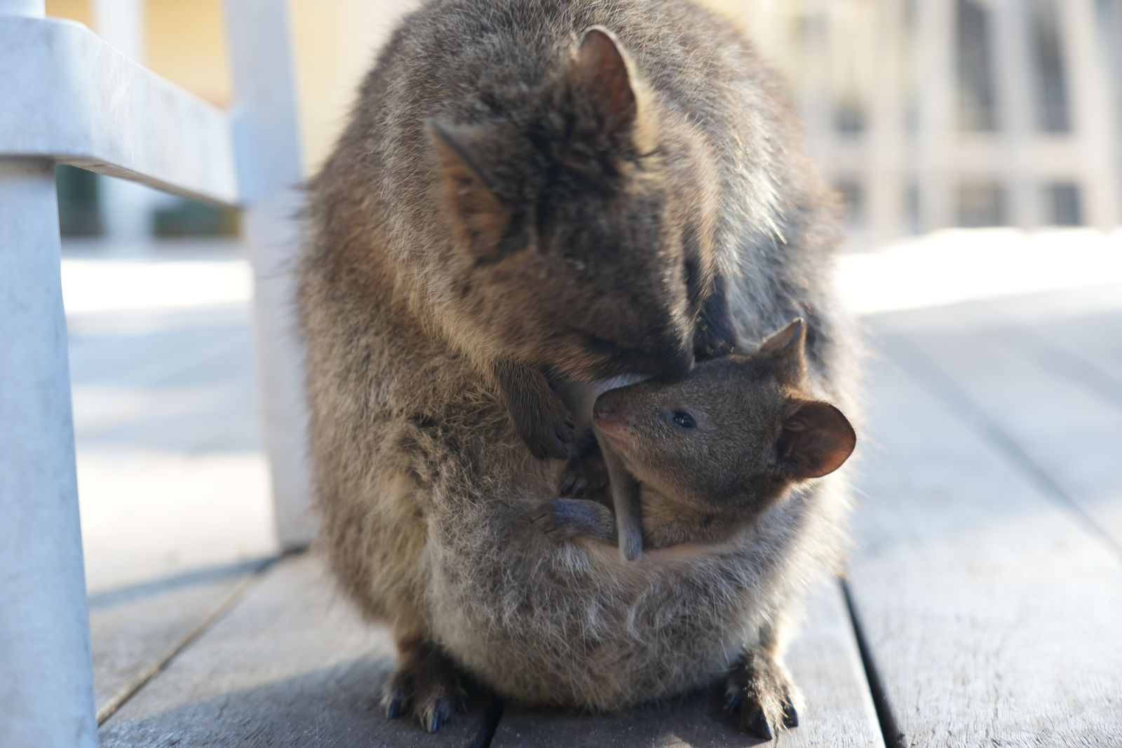 Quokka Family