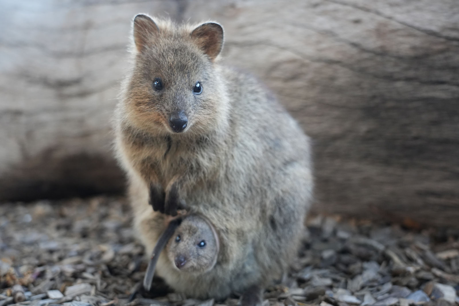 Quokka Family