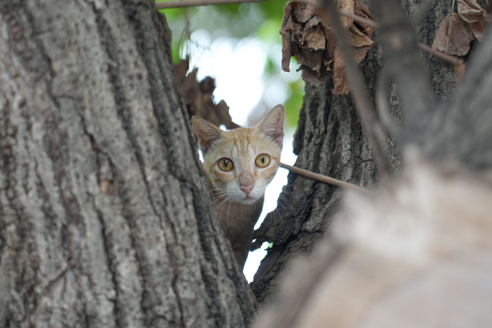 Marina Beach (A ginger cat peering from a tree in Chennai)