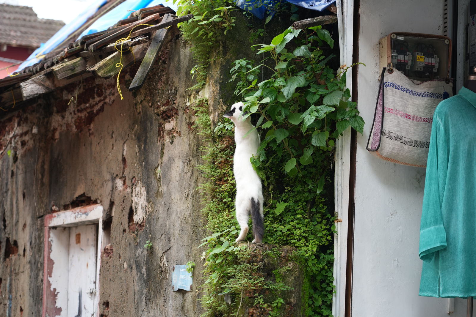 Fort Kochi (A cat stretching on an old wall in the streets)