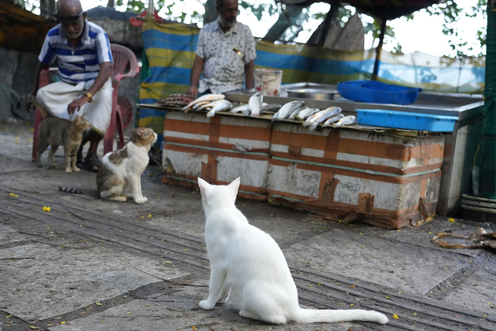 Fort Kochi (Cats at a fish market near the Chinese Fishing Nets)