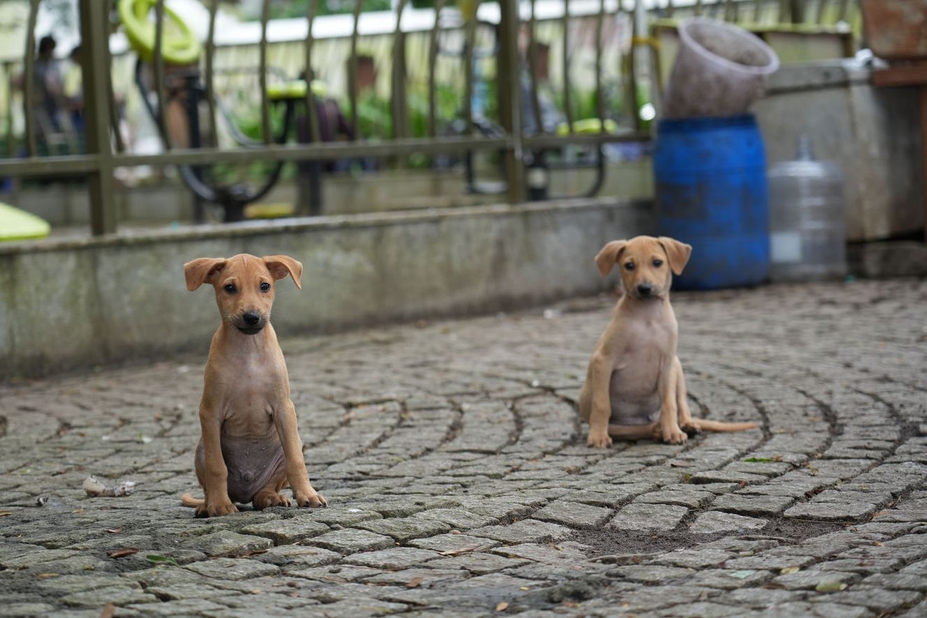 Fort Kochi (Two stray puppies on a cobblestone street)