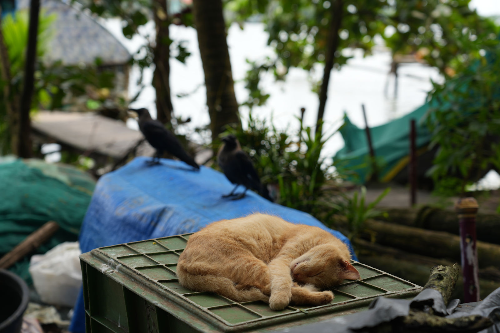 Fort Kochi (A ginger cat sleeping near crows)