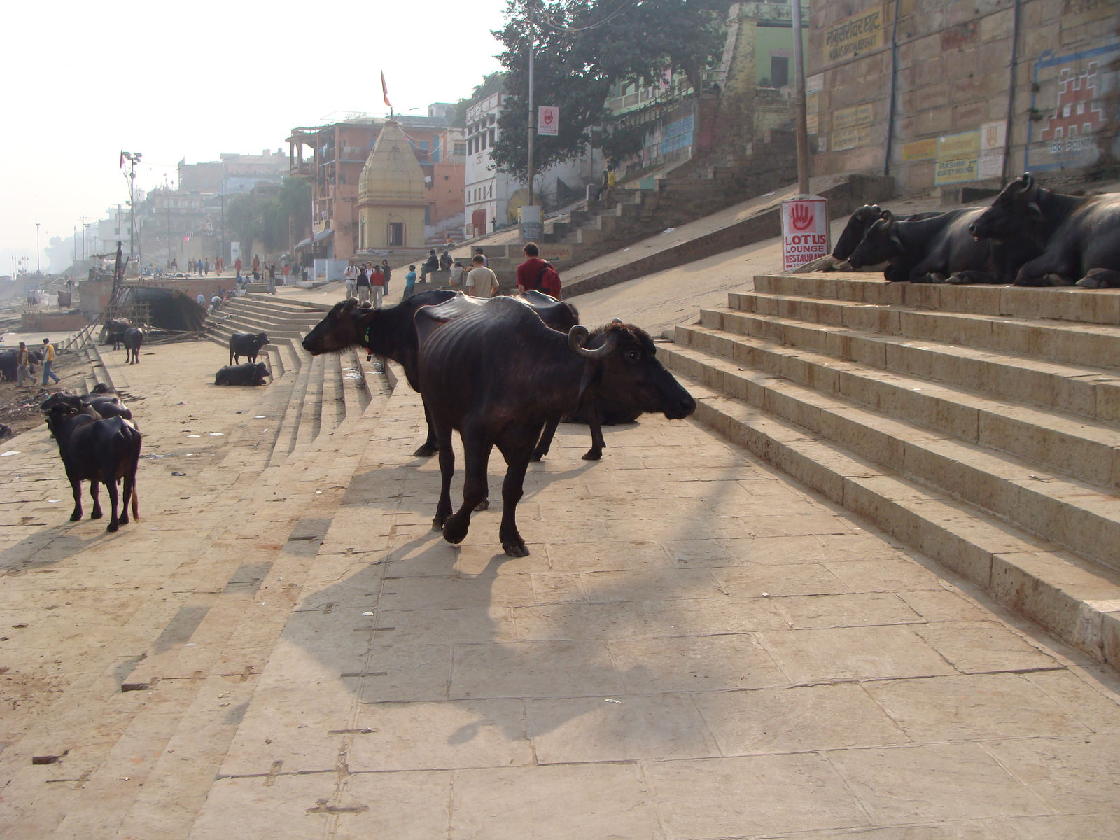 Water Buffaloes at Mansarowar Ghat, Varanasi