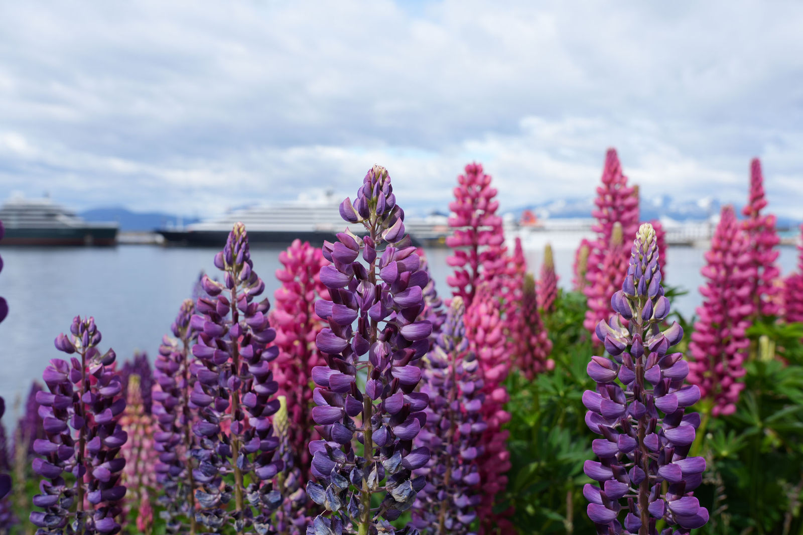 Lupines