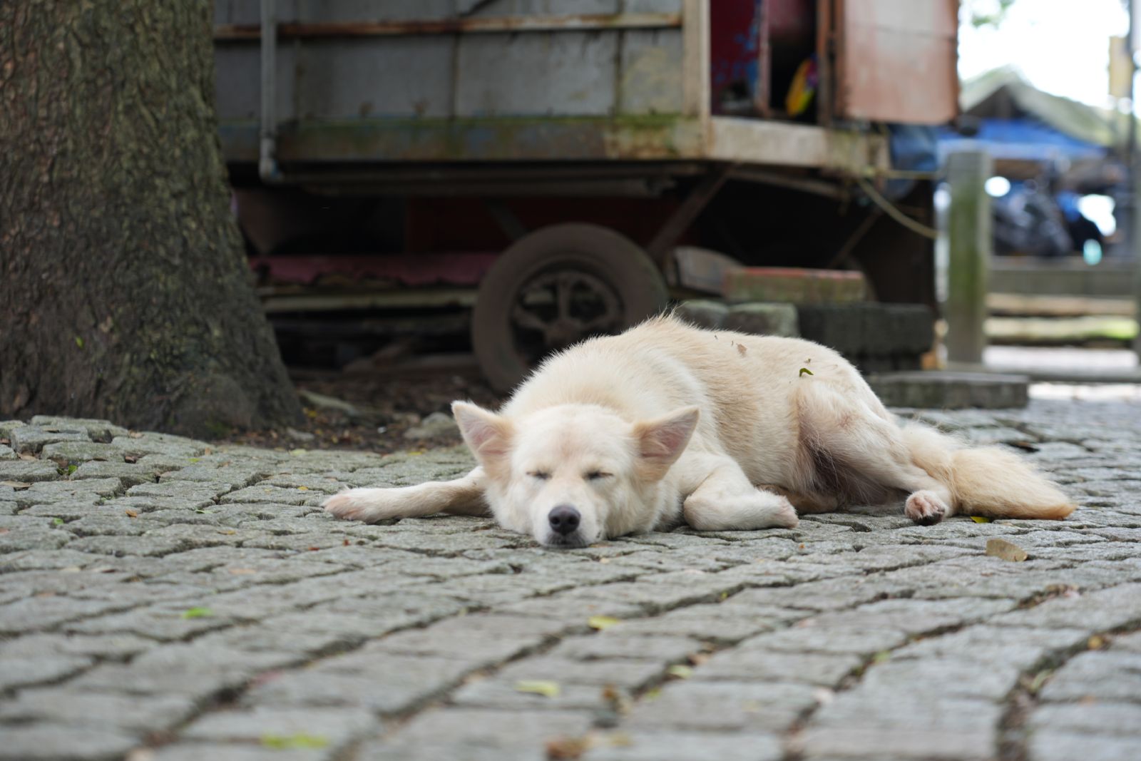 Fort Kochi (A stray dog sleeping on a cobblestone street)