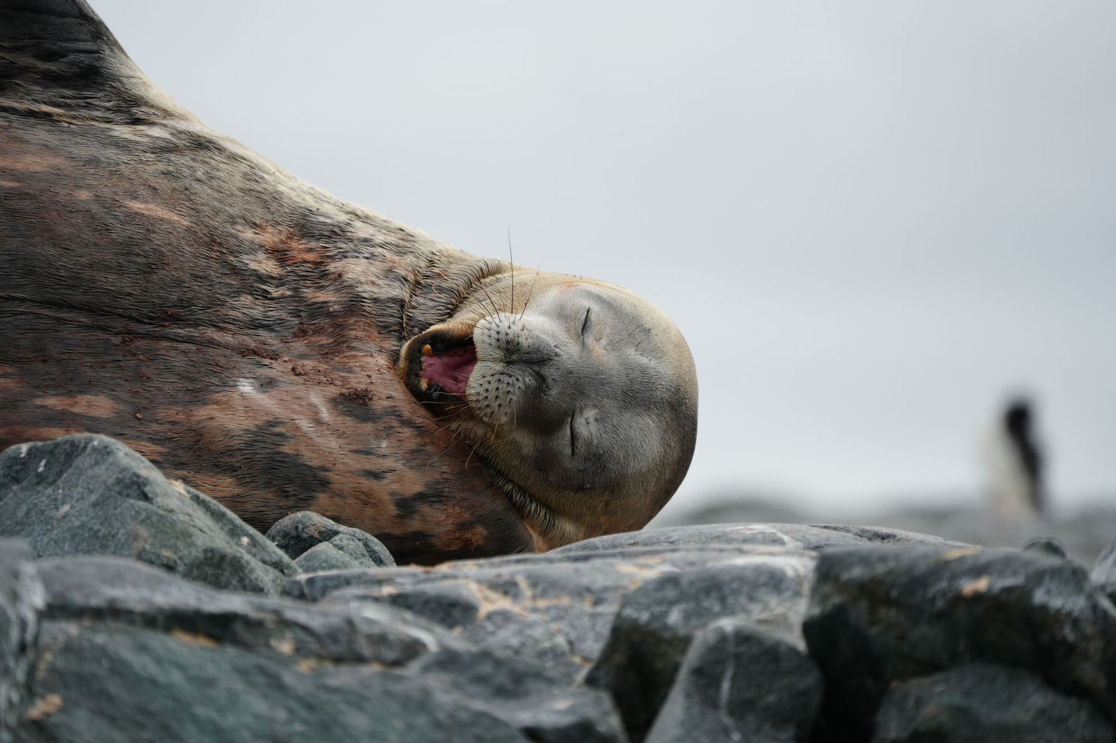 Weddell Seal