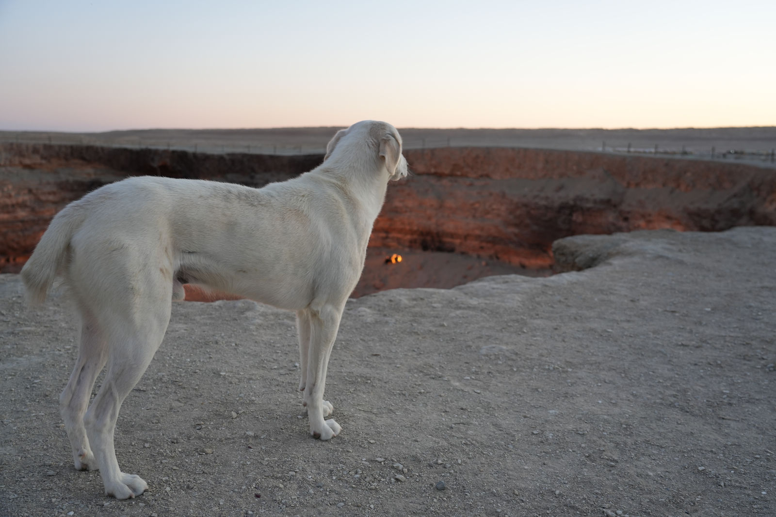 A Dog Watching Darvaza Gas Crater