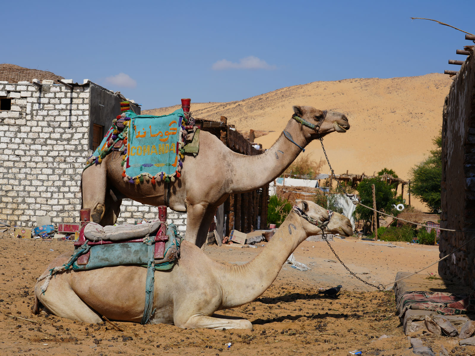 Camels resting in the colorful sandy lanes of a Nubian Village