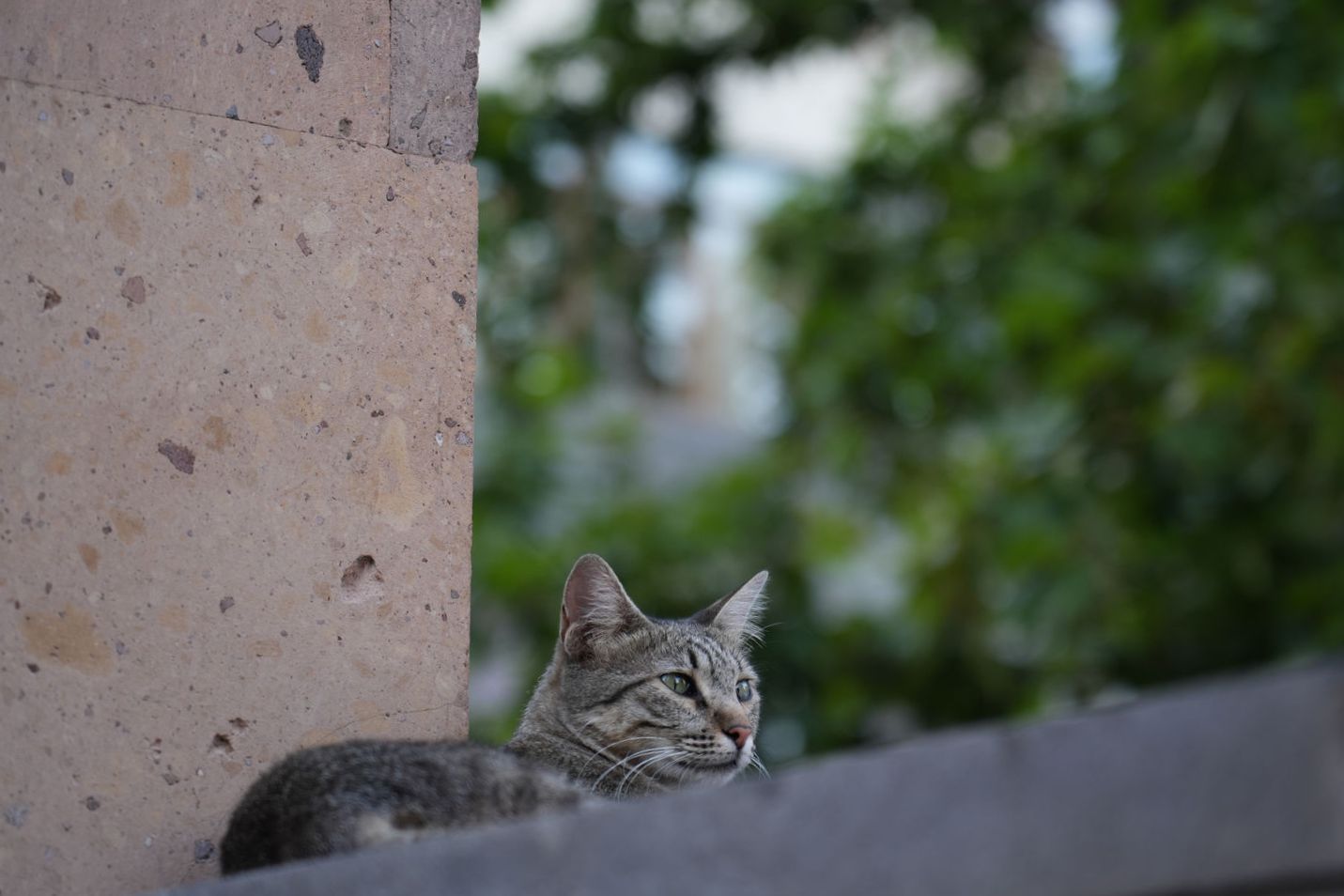 A lovely street cat relaxing by the tuff stone wall