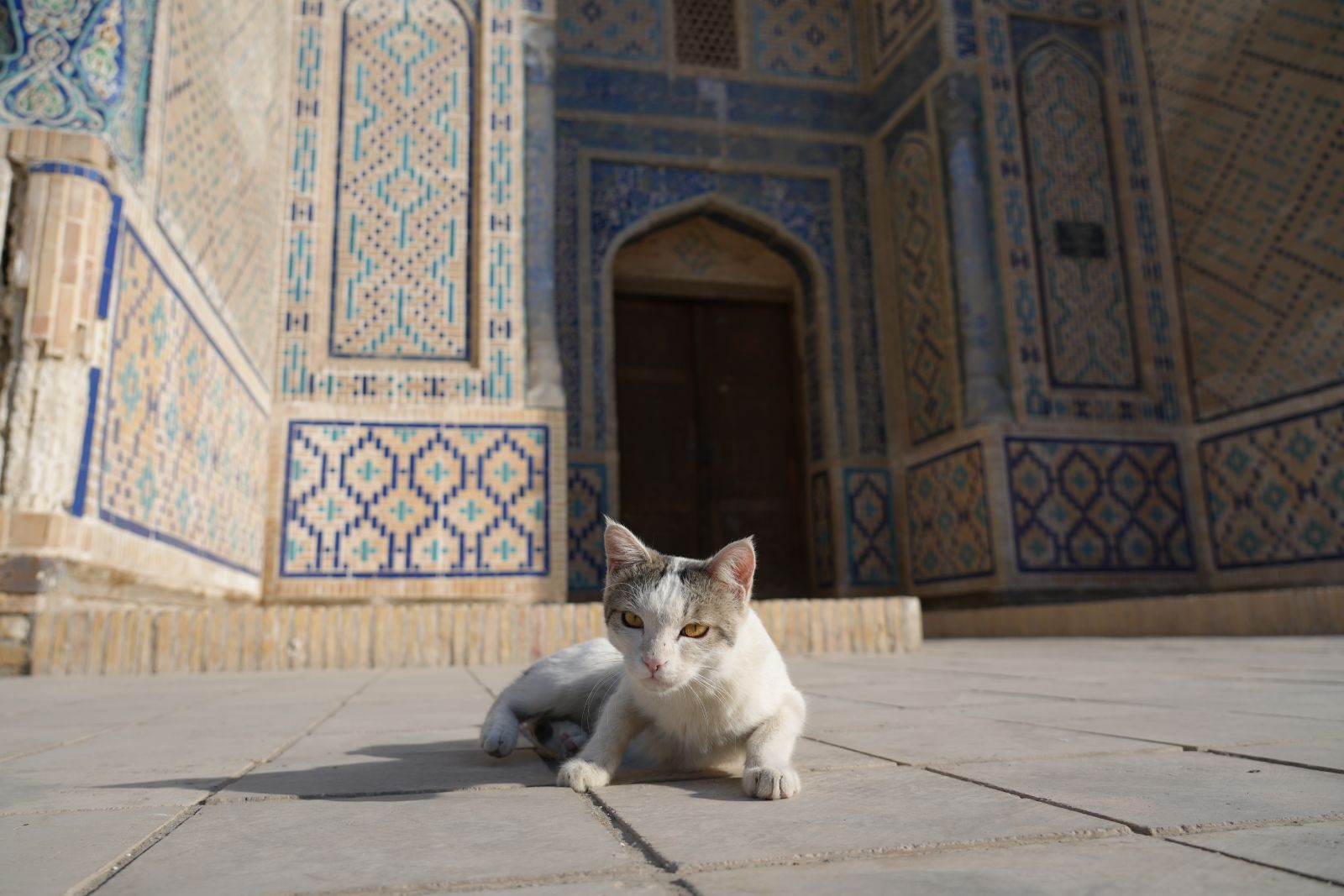 Bukhara's street cat