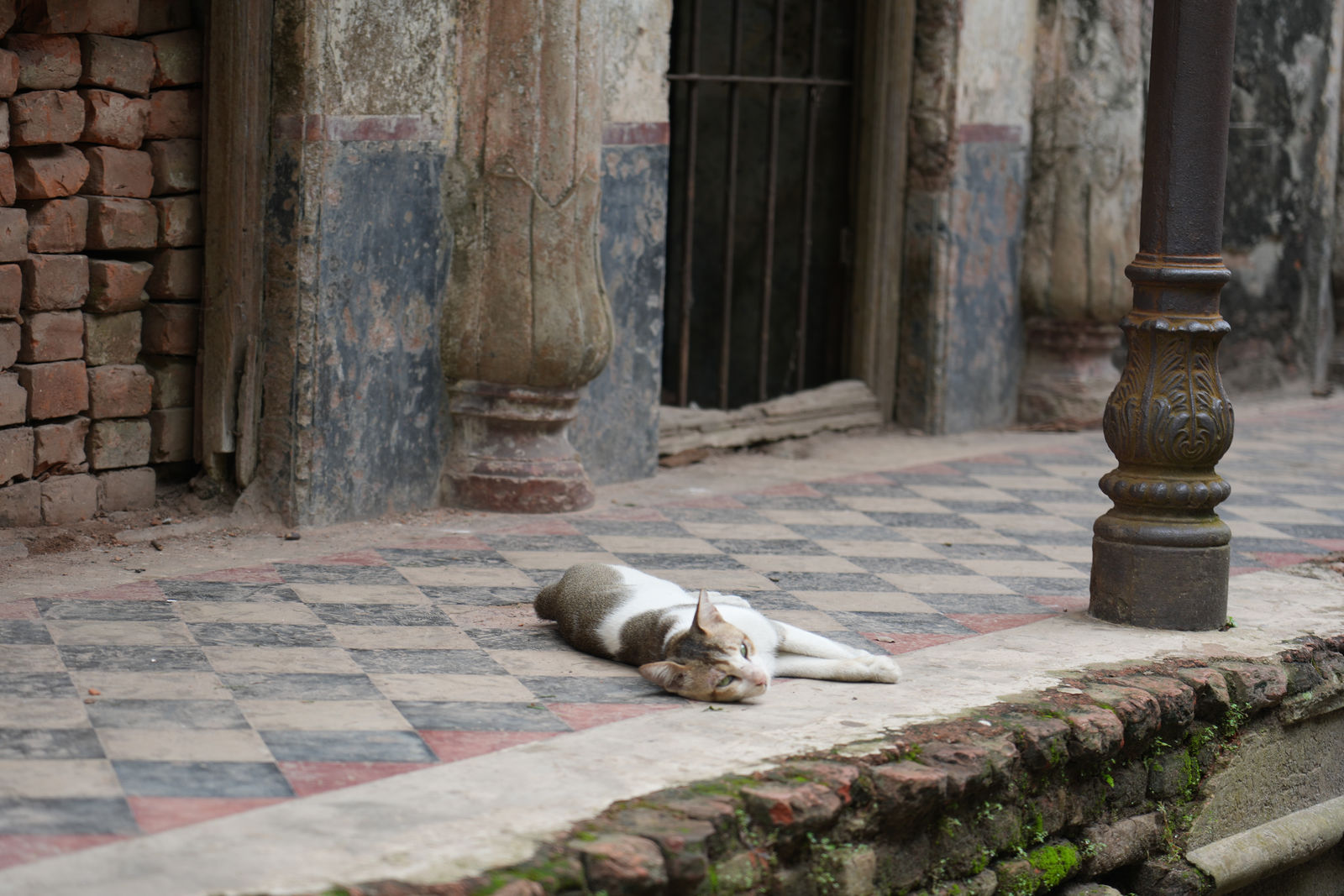 A cat resting in Panam Nagar,