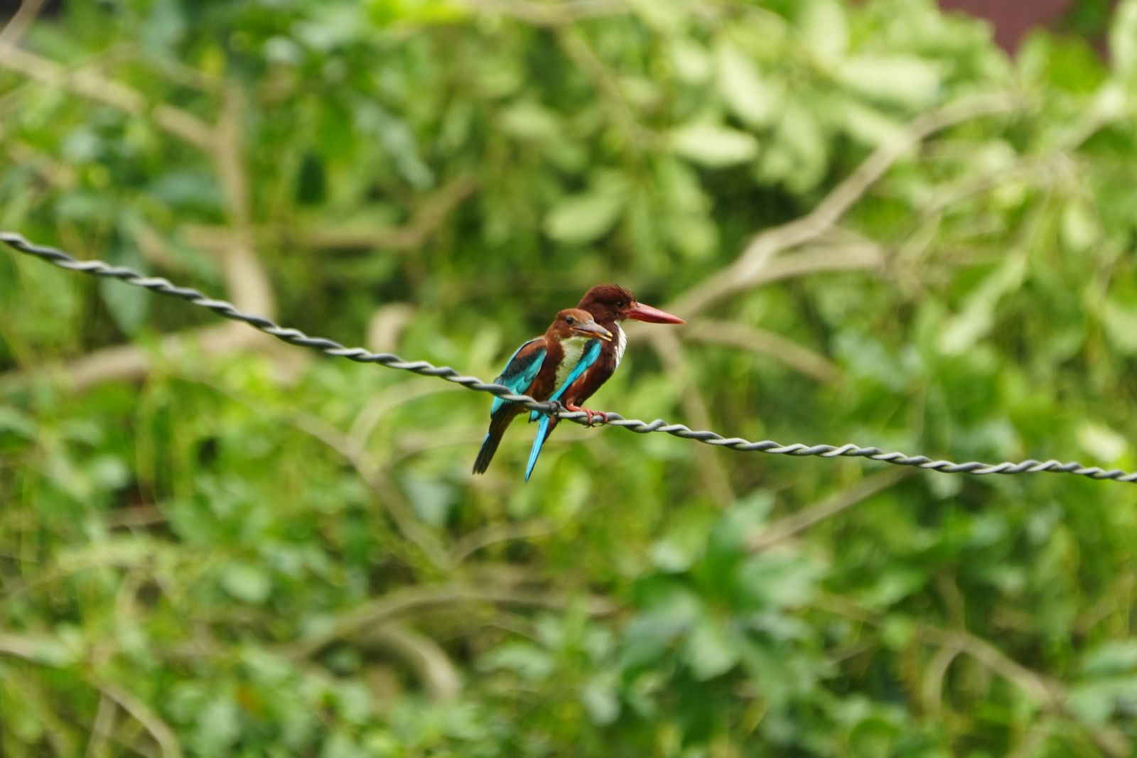 Two White-throated Kingfishers perched on a wire