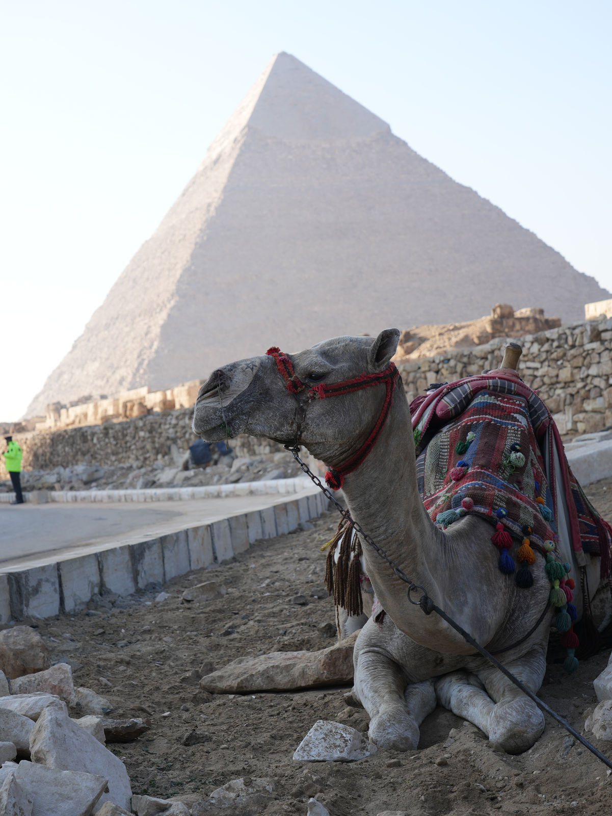 A majestic camel resting before the grand Pyramid of Khafre