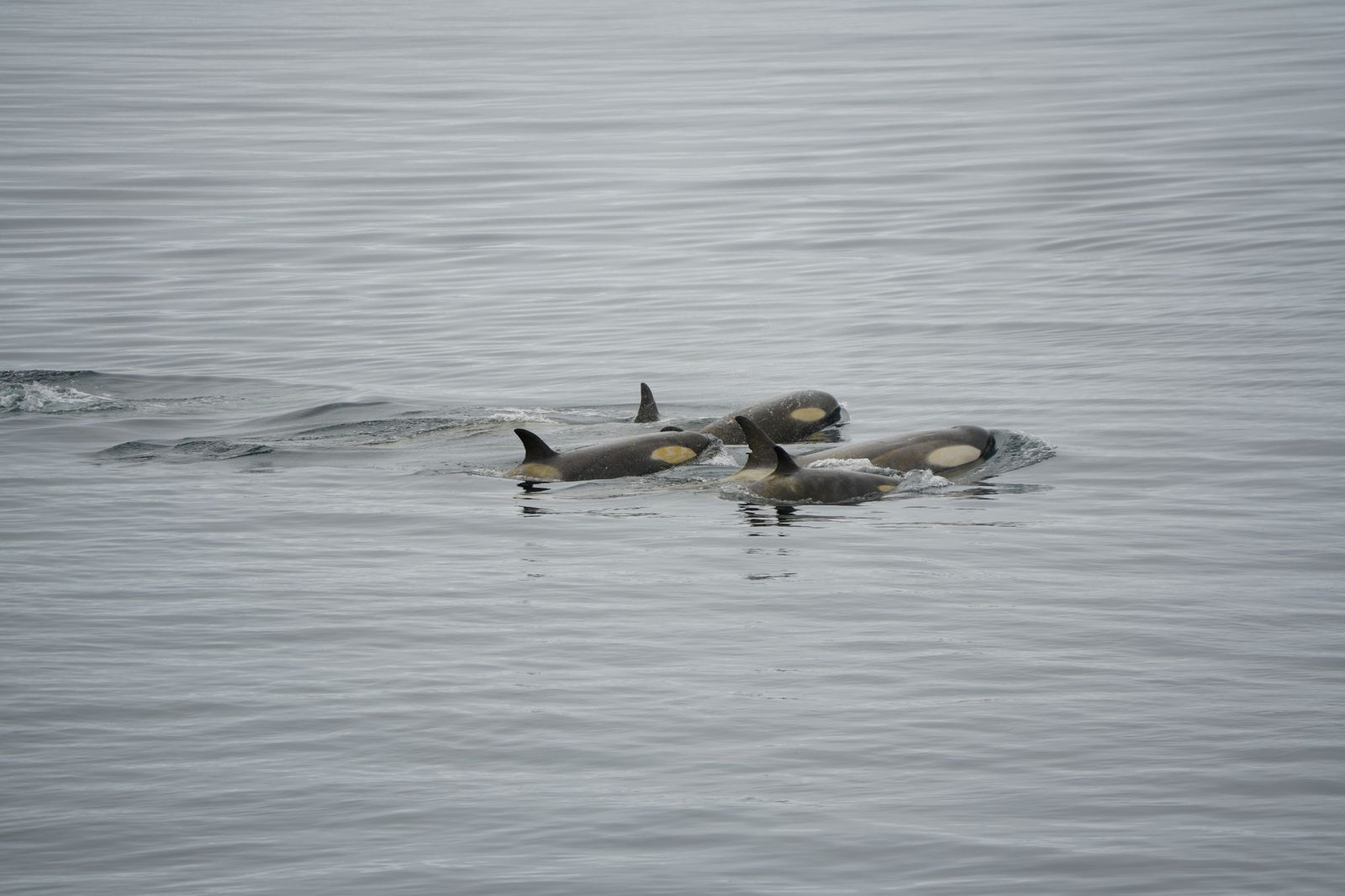 Orcas