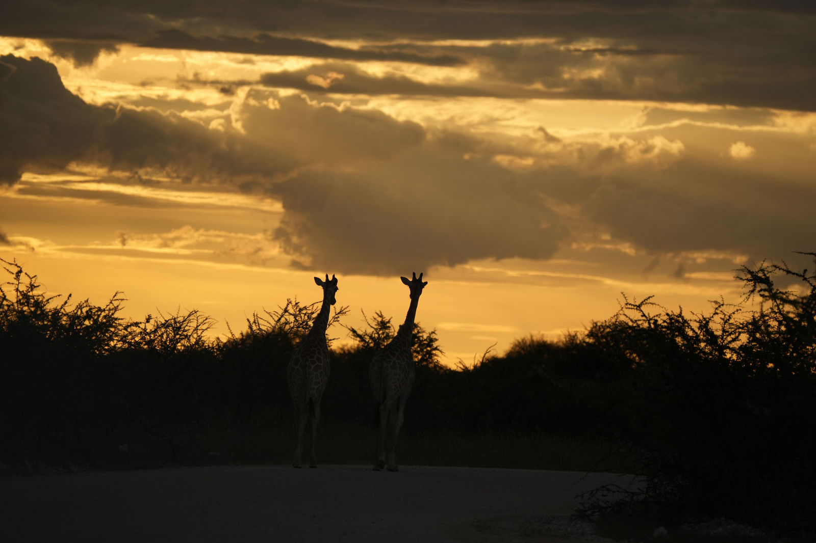 Giraffe