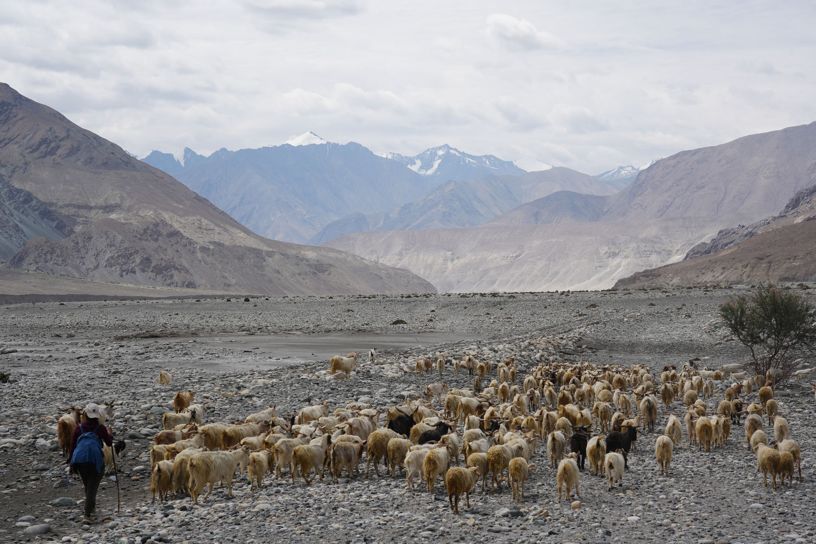 Pashmina Goats