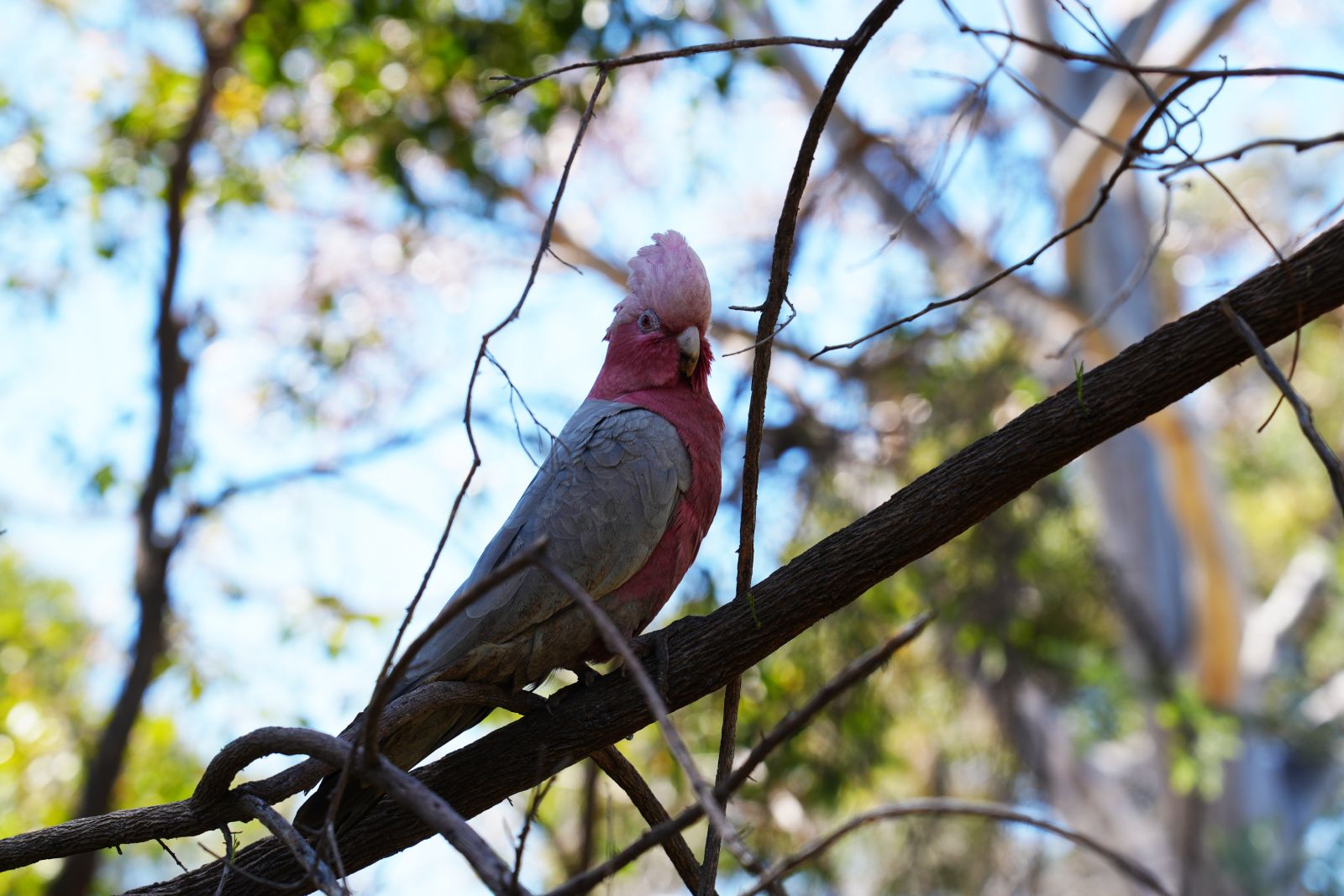 Galah