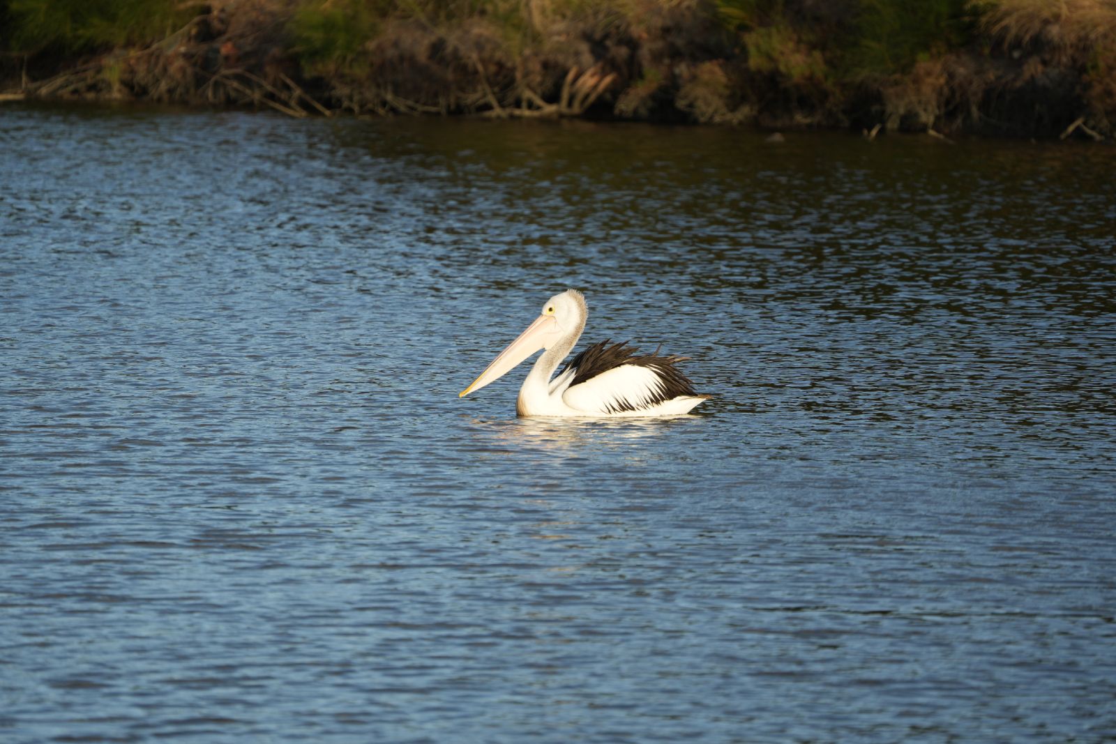 Australian Pelican