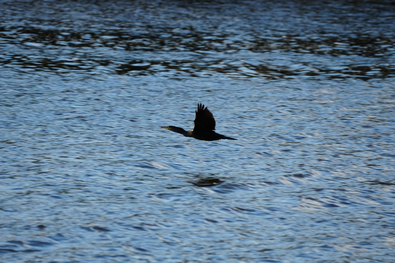 Cormorant