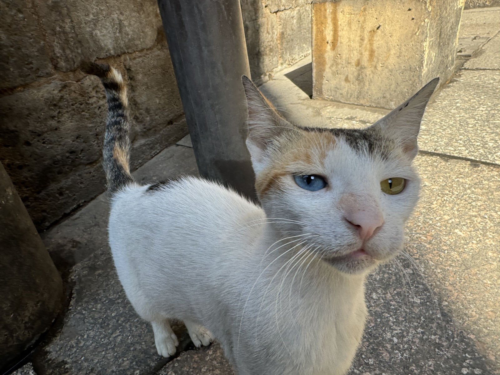 Mesmerizing odd eyes on a friendly street cat in Egypt