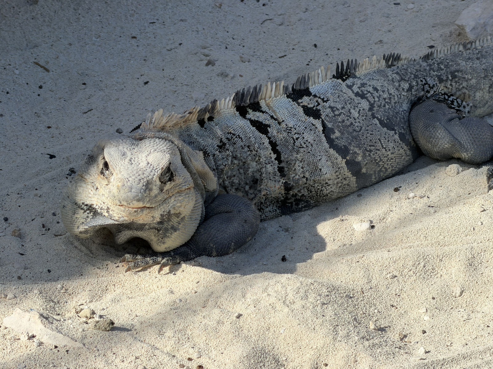 Black Spiny-tailed Iguana