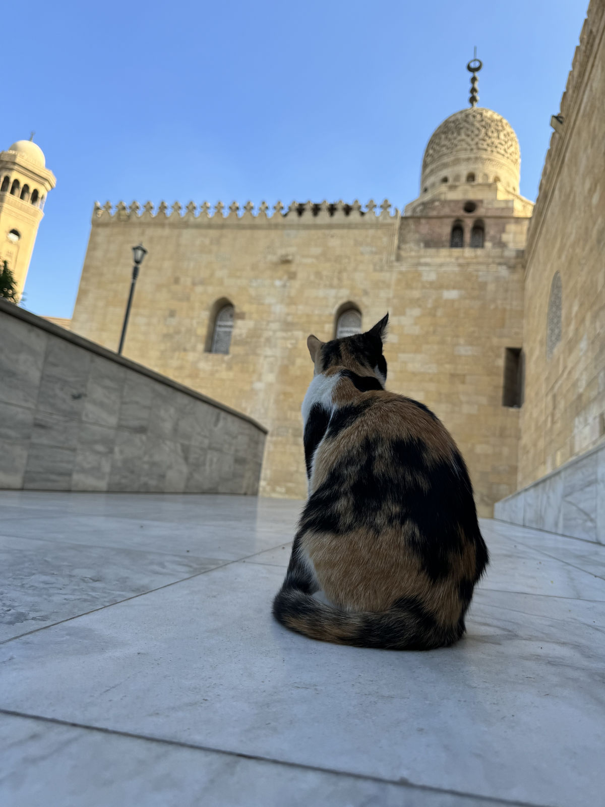 A beautiful calico cat gazing at the dome of the Mosque of Amir Alin Aq