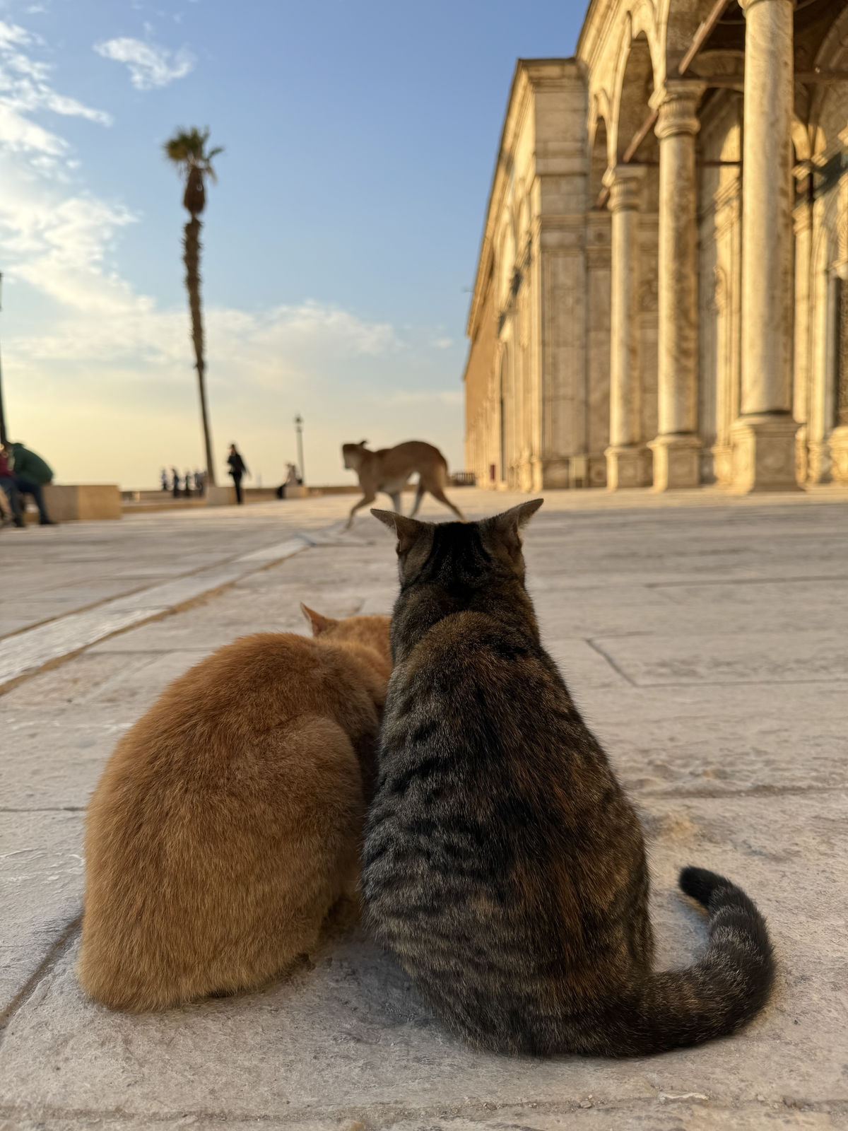 Two little guardians watching the sunset at the Mosque of Muhammad Ali