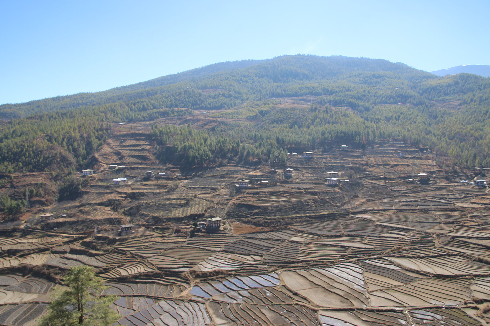 Beautiful terraced rice fields