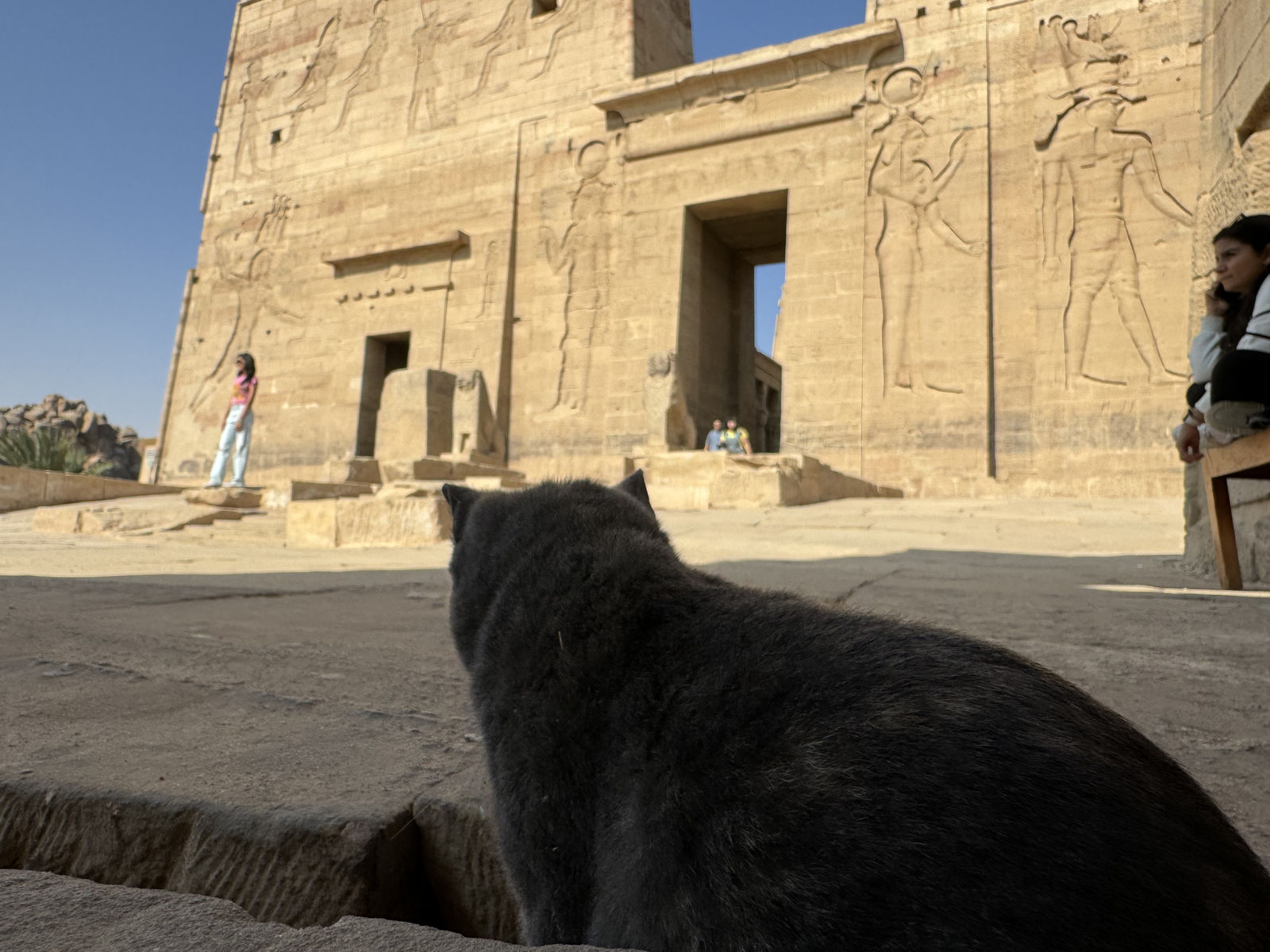 A silent black cat gazing at the majestic pylon of Philae Temple